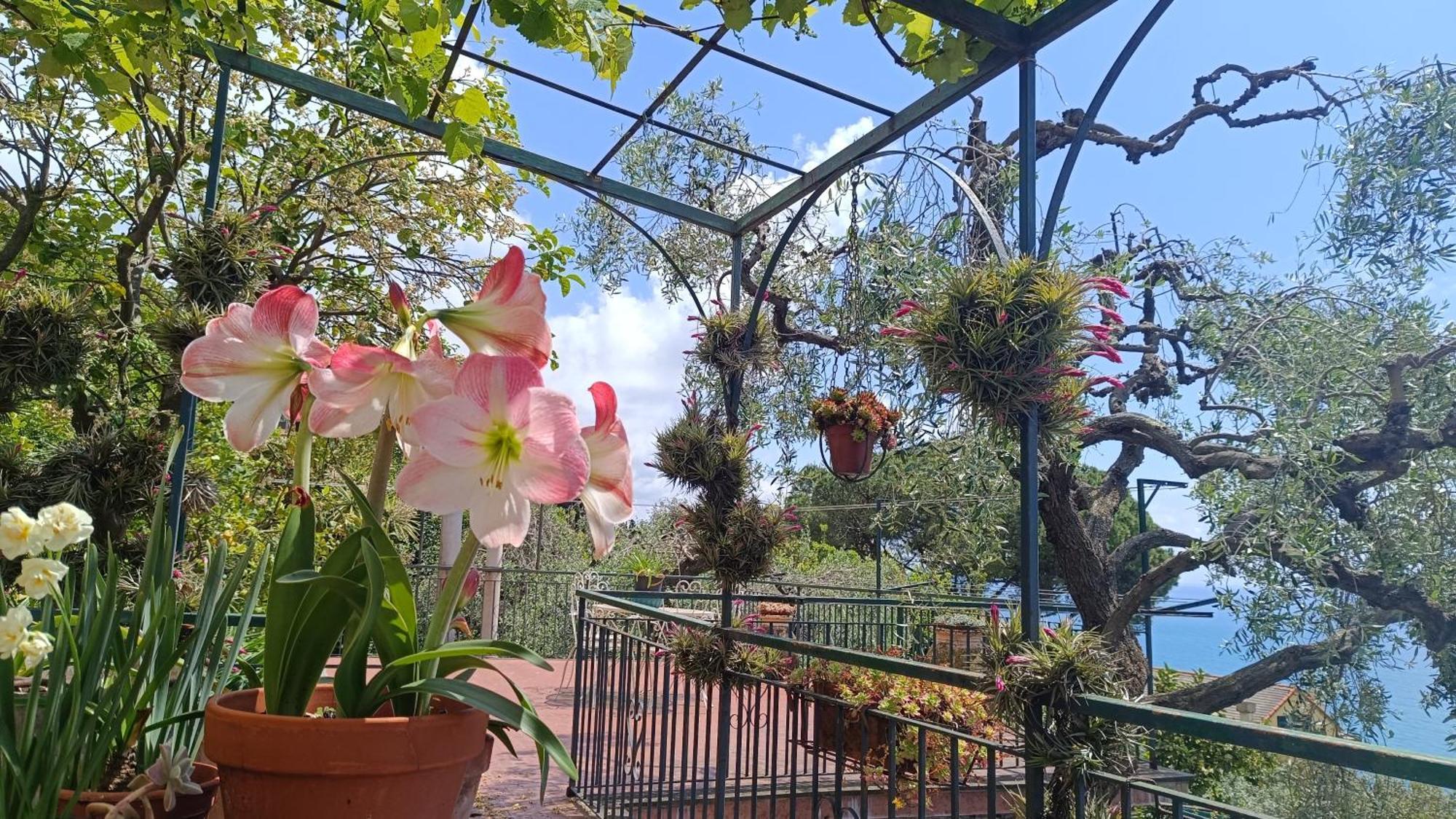 La Mamounia Genua